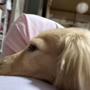 愛犬アンジュのおやつの時間のサムネイル